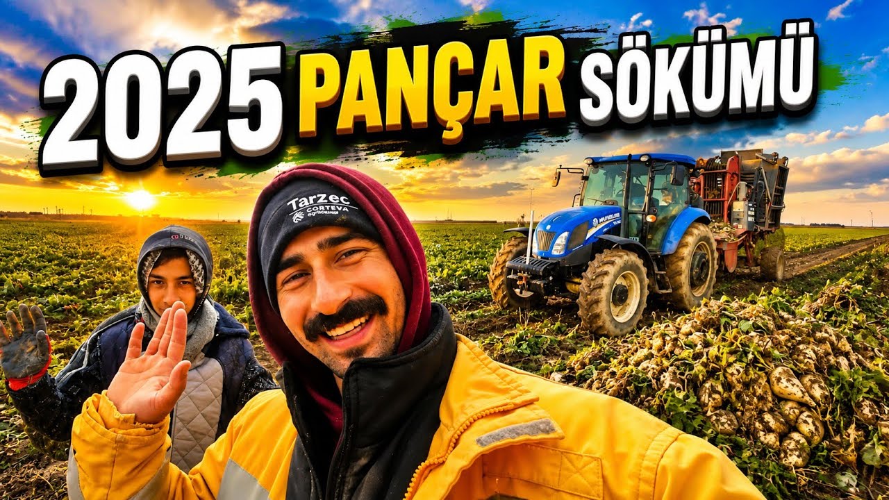 2025 PANCAR SÖKÜMÜ...  BU SENE SON PANCAR.