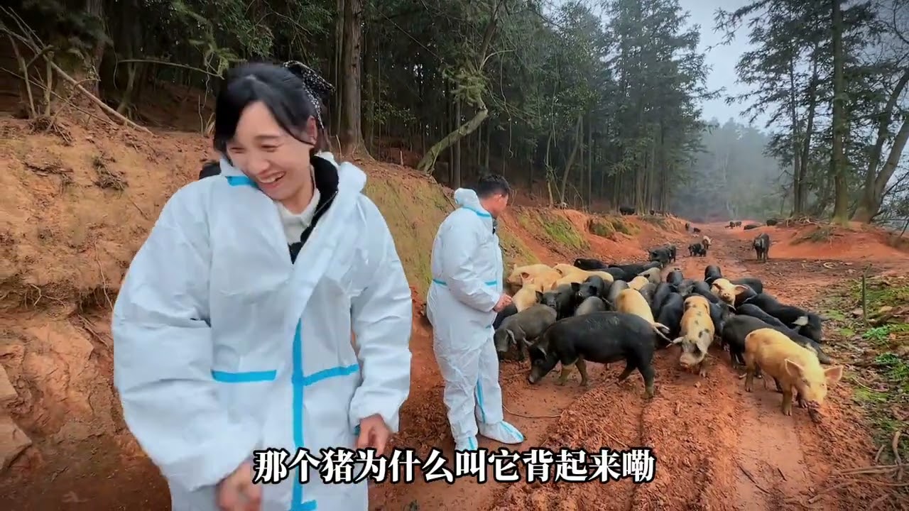 二哥小沈深入大山探寻跑山猪，养殖人朱哥与二人讲解养猪经验。