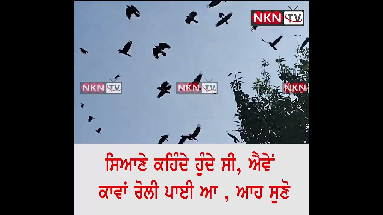 ਸਿਆਣੇ ਕਹਿੰਦੇ ਹੁੰਦੇ ਸੀ ਐਵੇਂ ਕਾਵਾਂ ਰੋਲੀ ਪਾਈ ਆ , ਆਹ ਸੁਣੋ