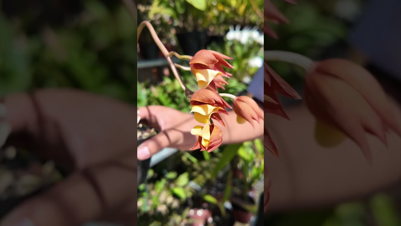 #Orqu&iacute;dea #Mormodes rosea Cultivo y Cuidados  #flores #plantas #orquideasdentrodecasa