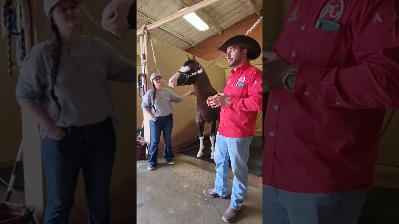 el caballos más popular de Reining en 2021 Spooks Gotta Whiz