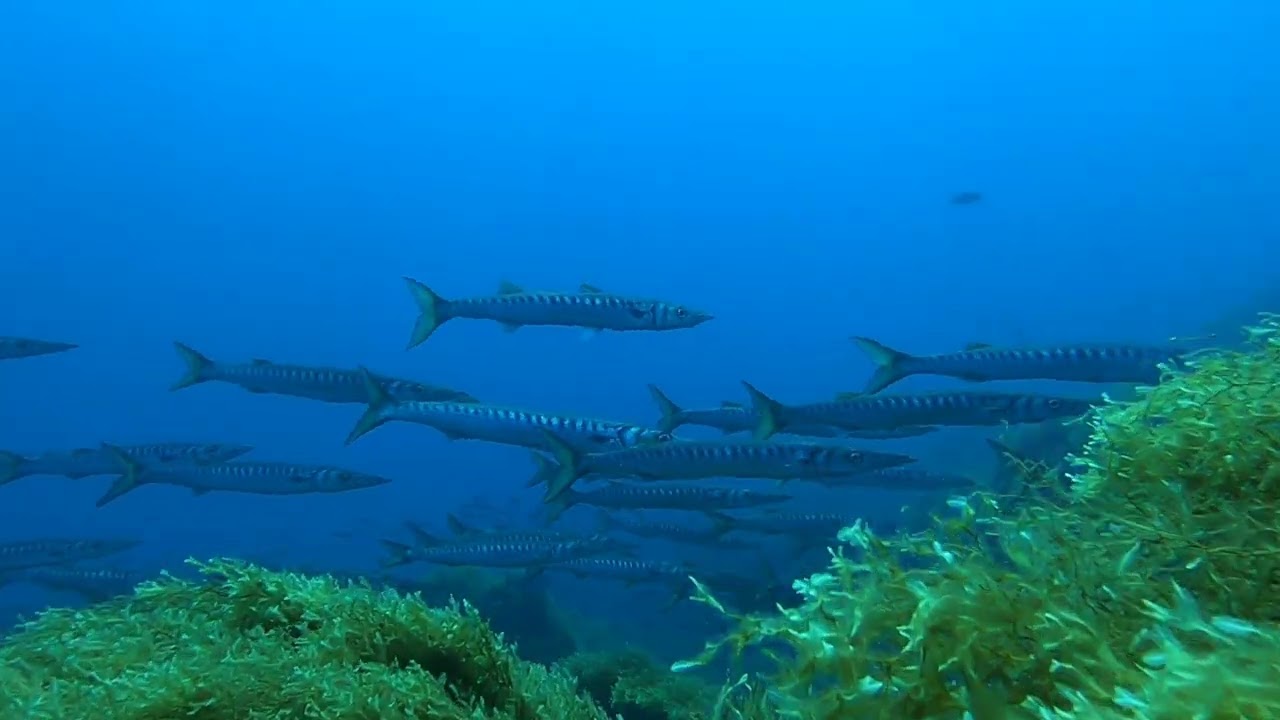 Pantelleria punta Tramontana agosto 2023 @greendivers81