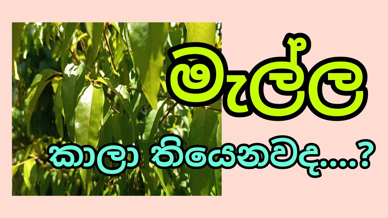 මැල්ල කාලා තියෙනවද ? / මැල්ල කොච්චර ගුණයිද කියලා දන්නවද  / 🌎🌳🌵/#sobadahama