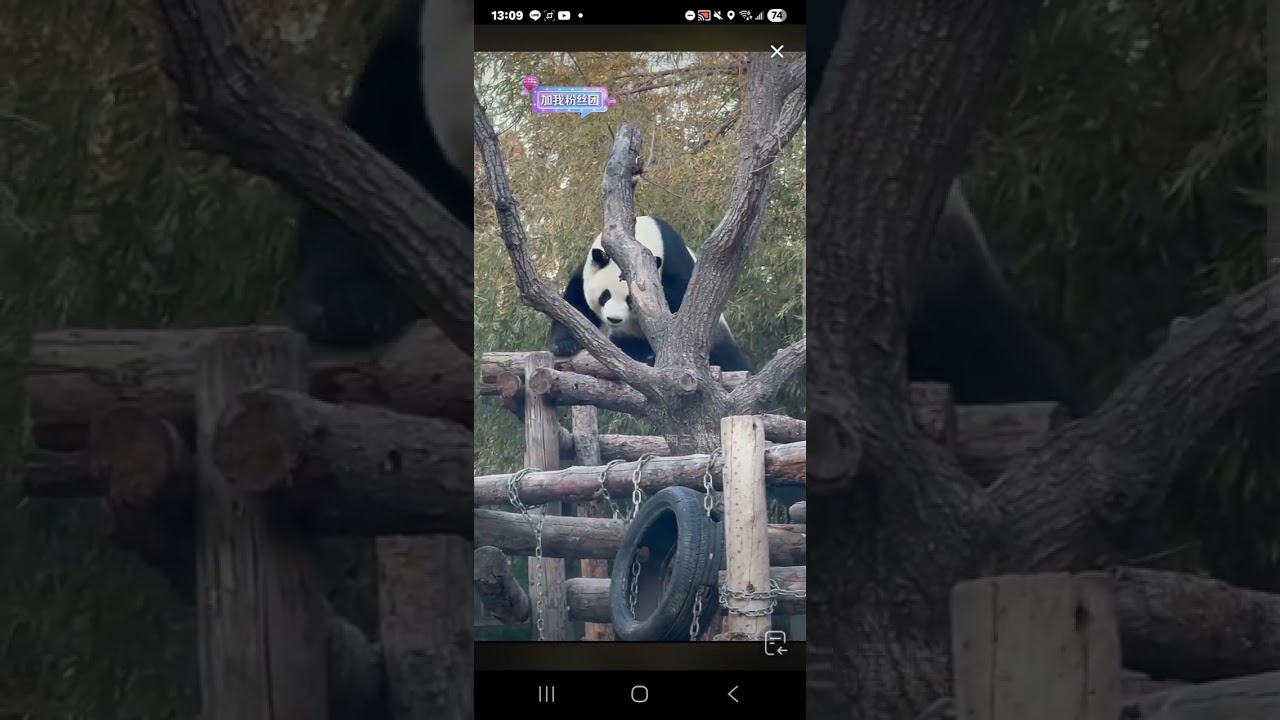 阿三看熊貓錄頻分享🐼 1月22號 小萌蘭日常活動時間