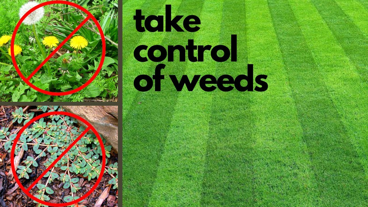 How to KILL WEEDS like the Pro's | KILLS 100+ WEEDS