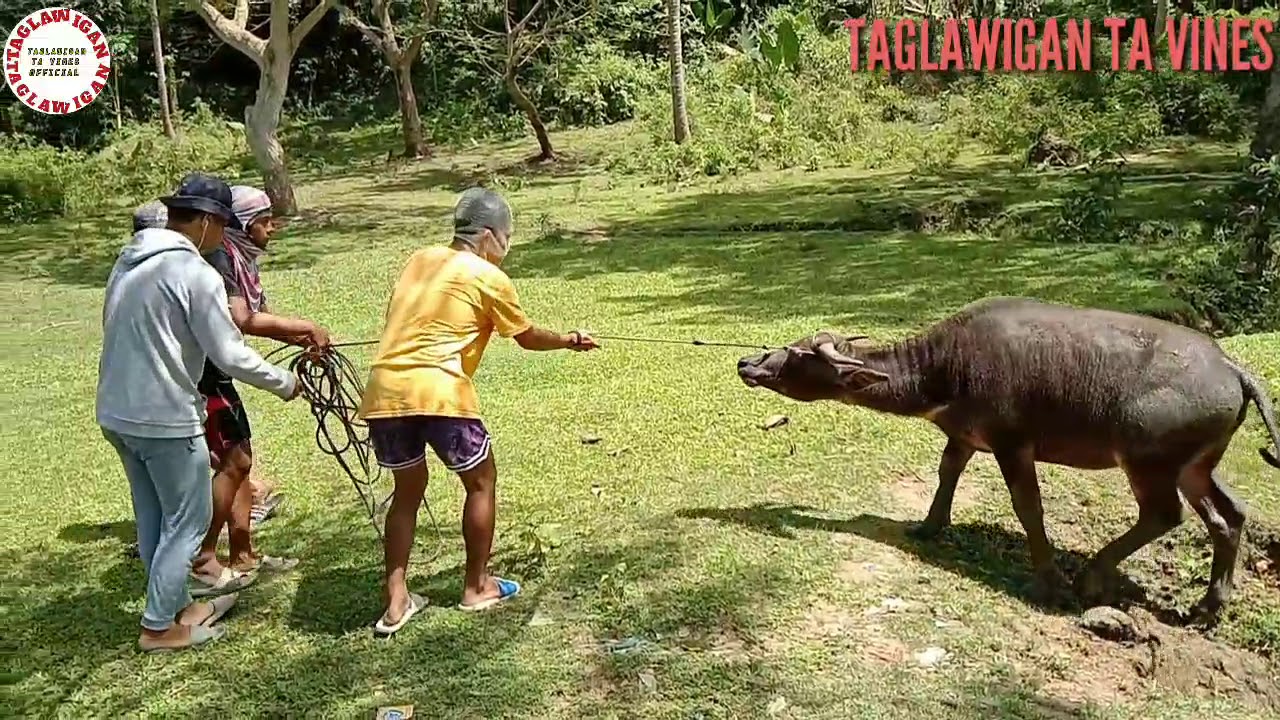 BARKADANG MAGNANAKAW NG KALABAW - PART 2 | VINES 14