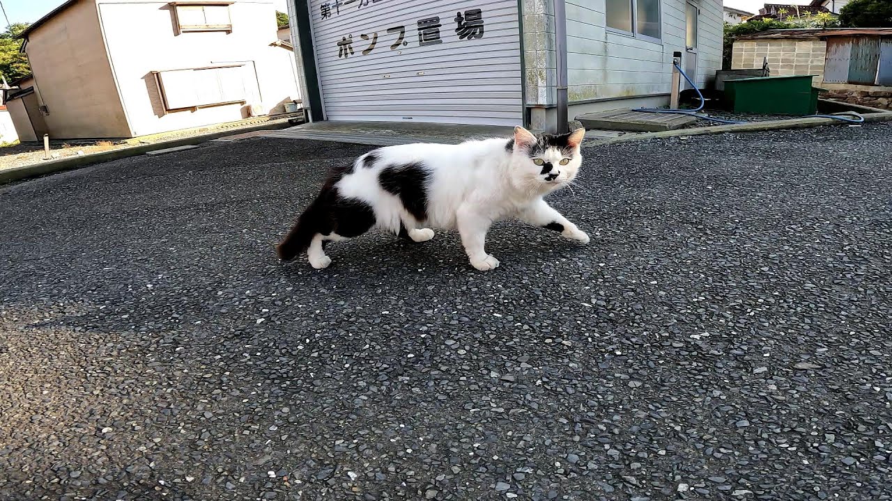 【田代島】【猫島】ポンプ置き場の周りには野良猫がいっぱいいます