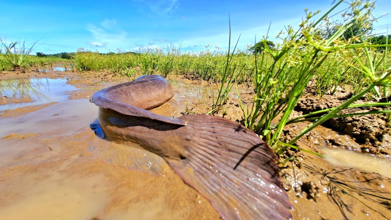 Top amazing fishing video, catching many fish in the rice field by hand