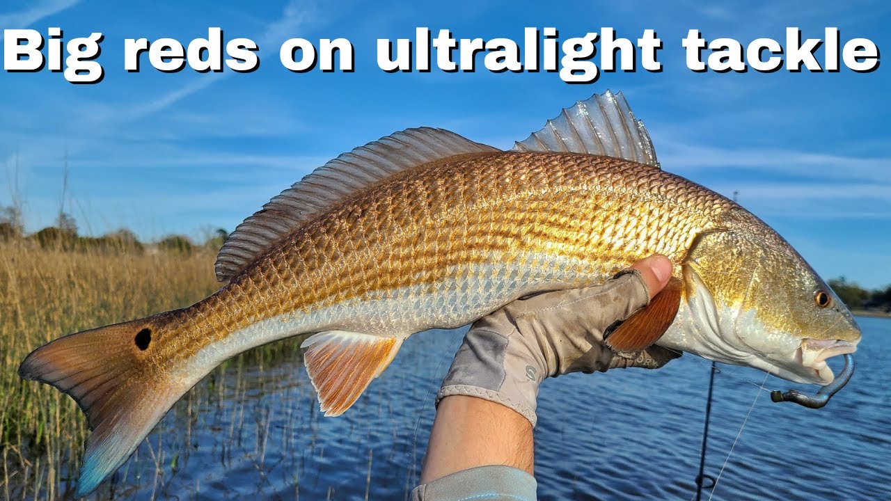 Getting Big Redfish On Ultralight Tackle After Work