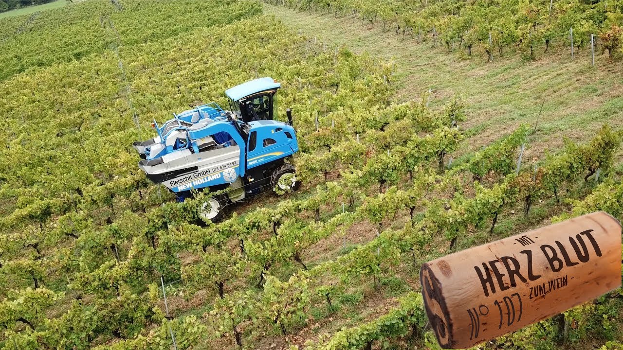 Das erste mal mit dem Traubenvollernter | mit Herzblut zum Wein Vlog 