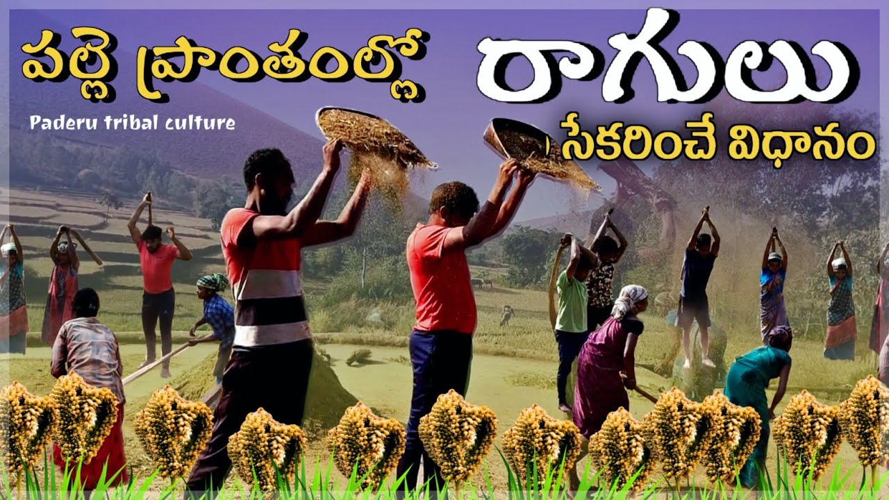 పల్లె ప్రాంతంలో రాగులు(చోడి) సేకరించే విధానం Paderu Tribal Culture Channel