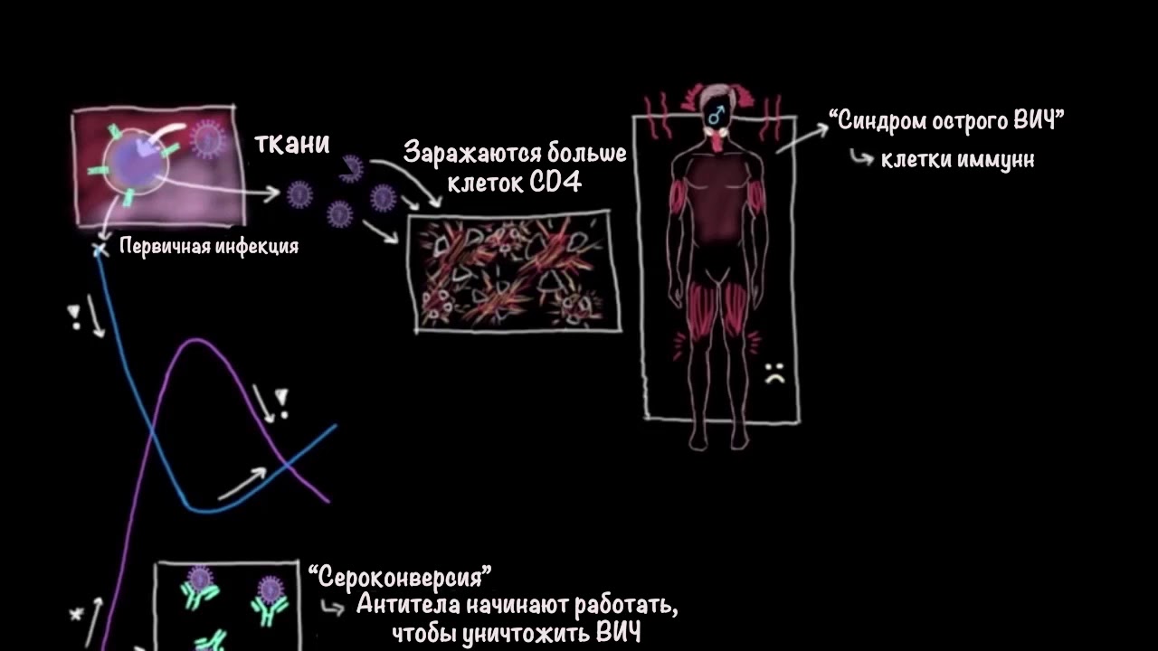 ВИЧ и СПИД | Здоровье | Медицина