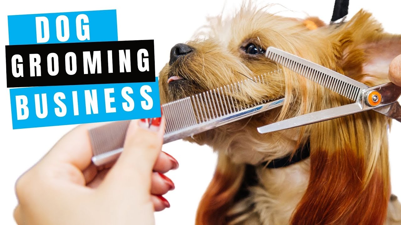 How to Start a Dog Grooming Business | Plus a Free Start-Up Guide