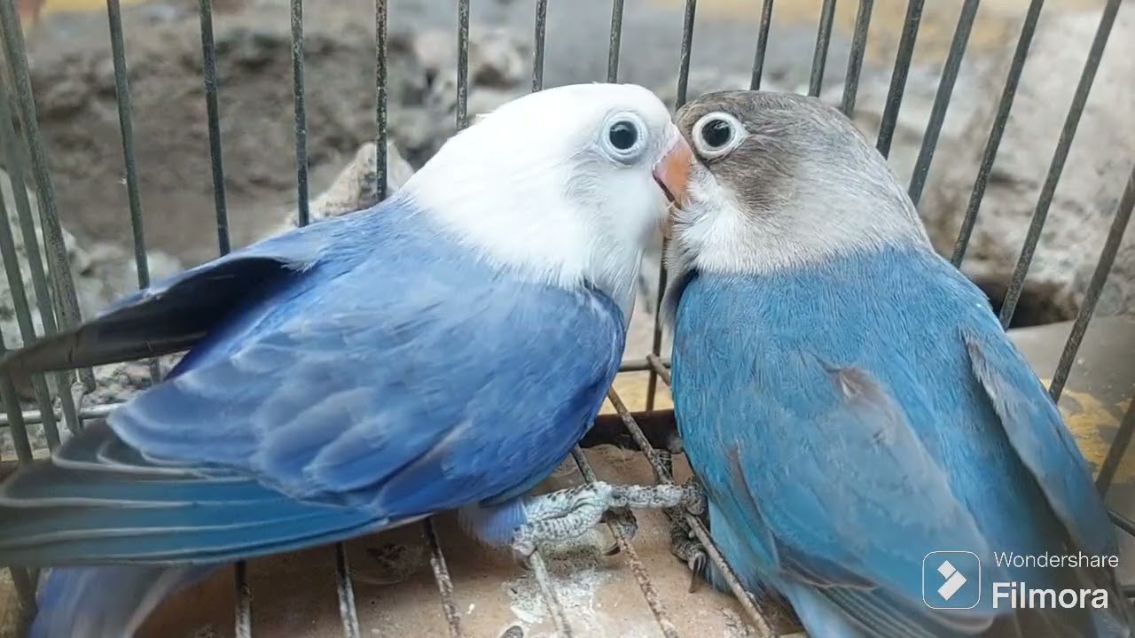 Harvest Time To 45 Days Old| Violet Opaline at Blue Split Pale Fallow