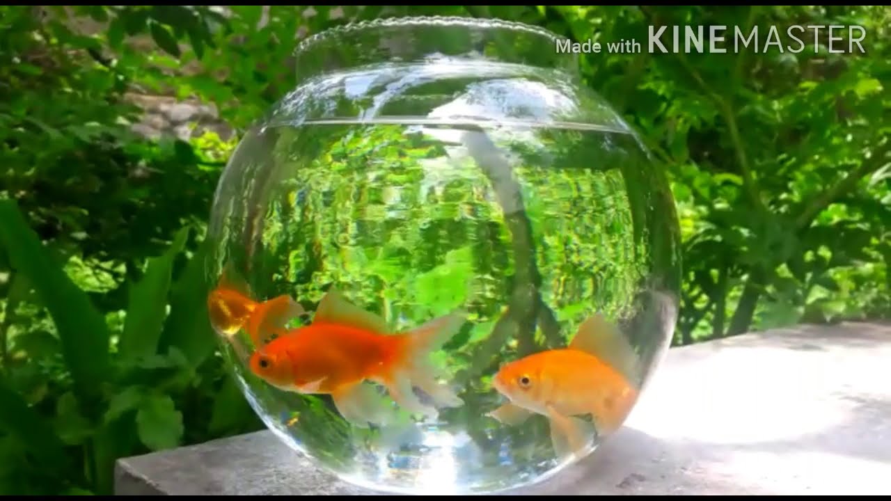 Goldfish in glass bowl