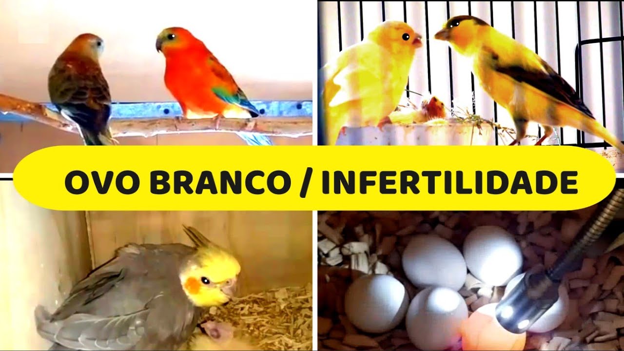 INFERTILIDADE AVES, OVO BRANCO - O QUE FAZER? TEM REMÉDIO?