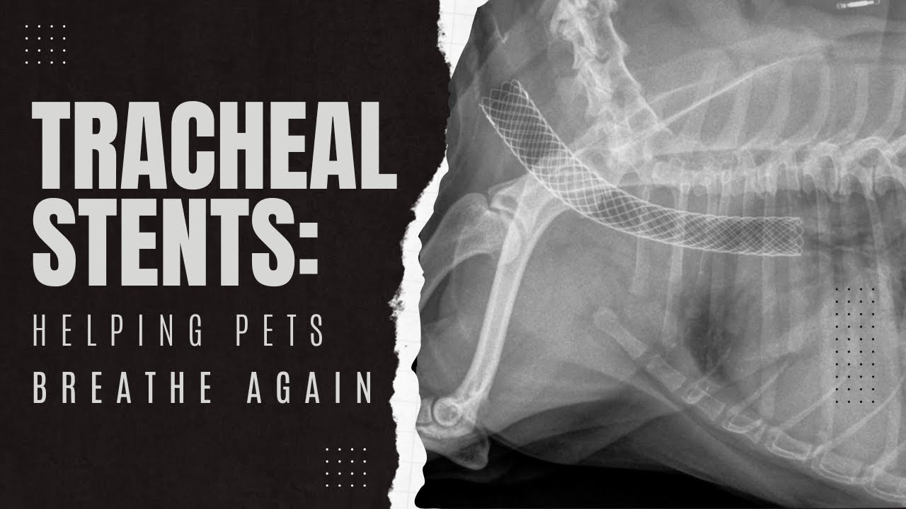 Understanding Tracheal Collapse in Dogs and Tracheal Stents