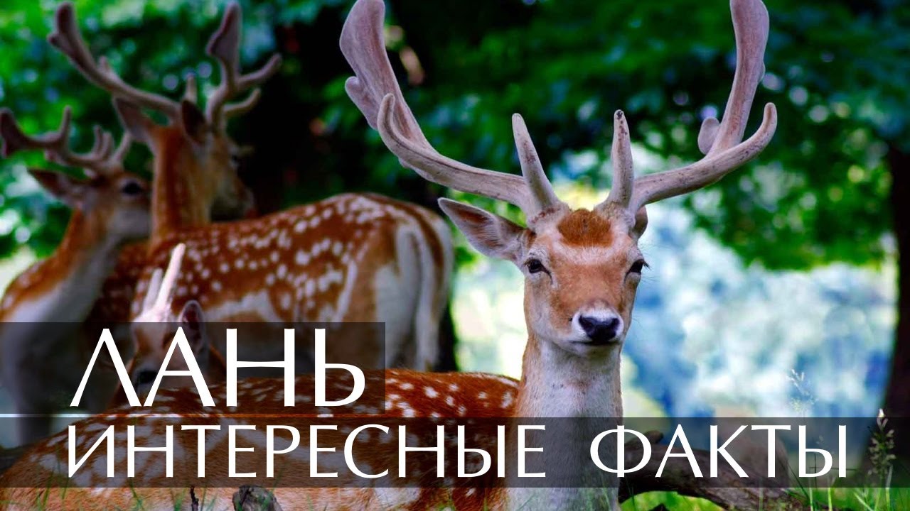 Лань - интересные факты