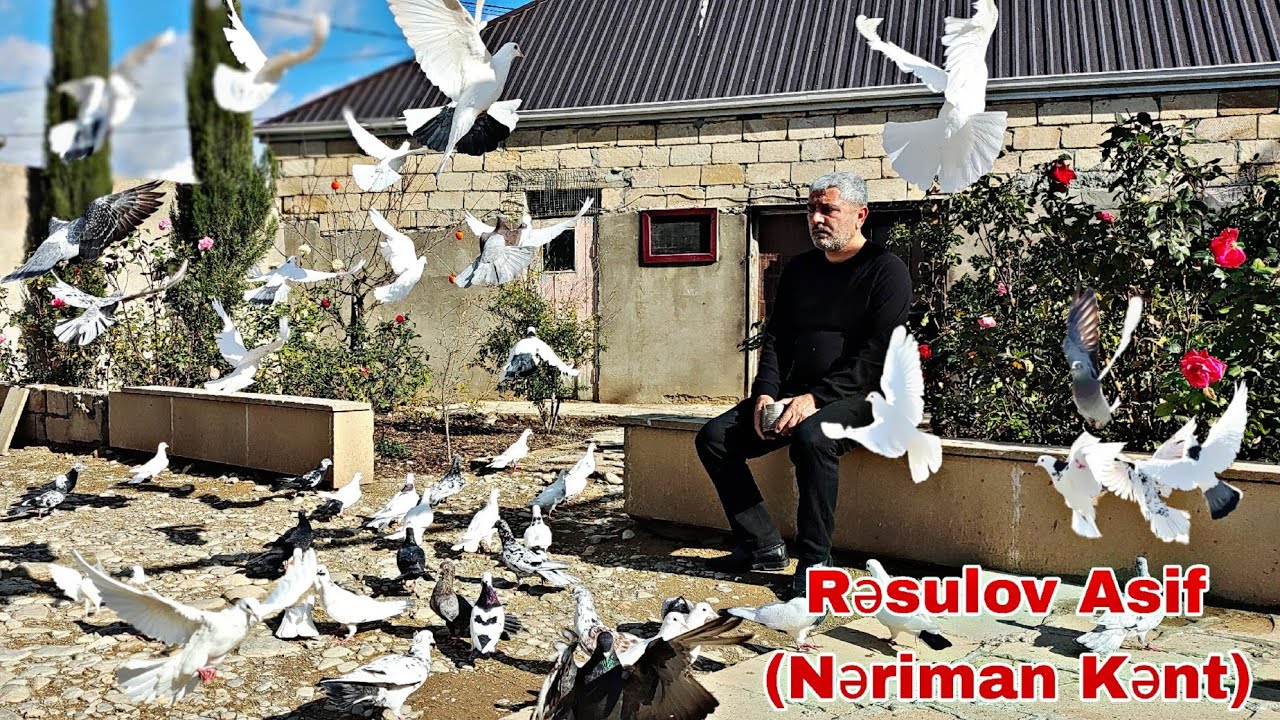 Nəriman Kənd Rəsulov Asif Göyərçinləri. #goyercinler #bakigoyercinleri