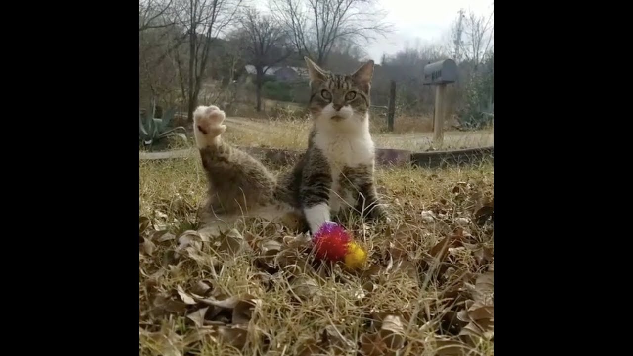 Helix the Wobbly Cat and His Amazing Journey