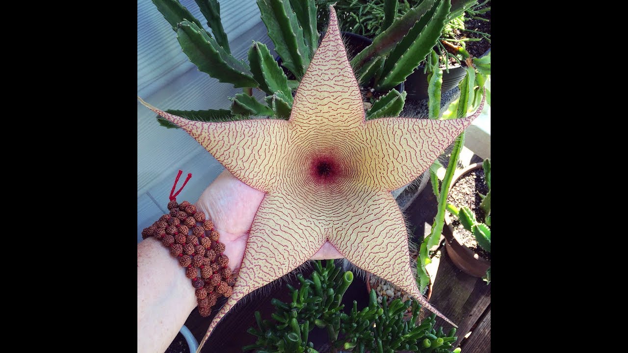 STAPELIA GIGANTEA