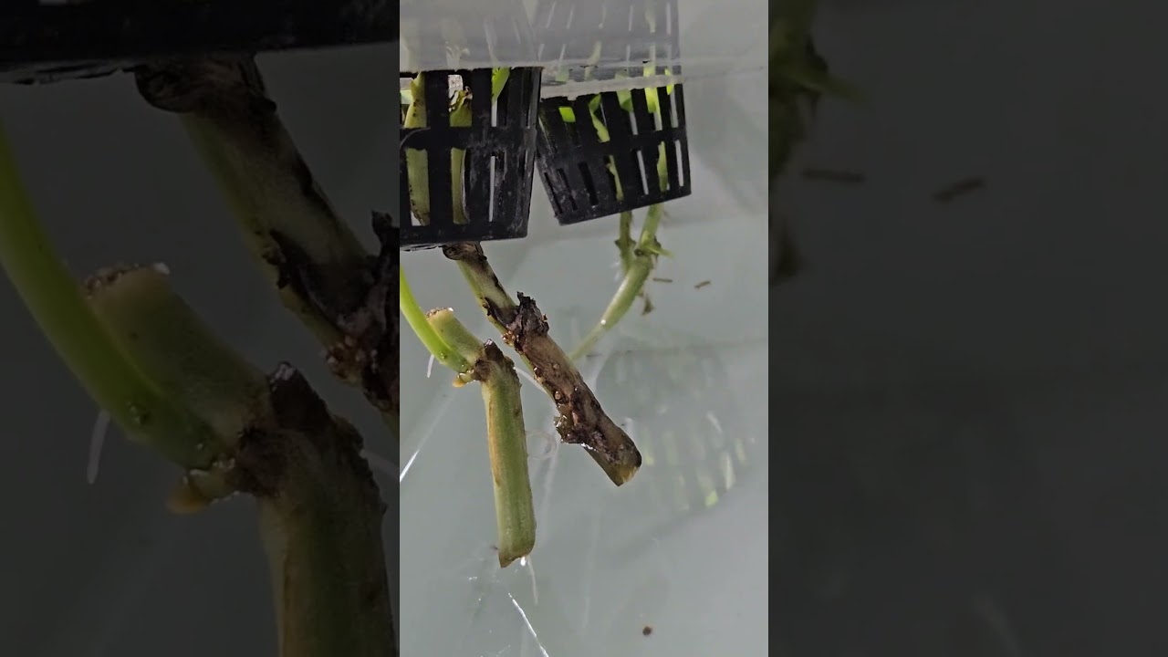 Hydro basil: Green and soft makes roots the harder the stem the harder it will be to clone.