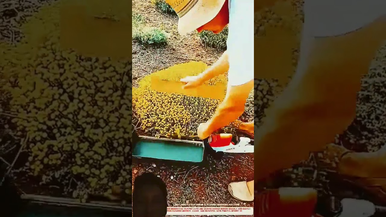 Automatic Flower Picker: Efficient Solution for Harvesting Flowers on Farms! #agriculture