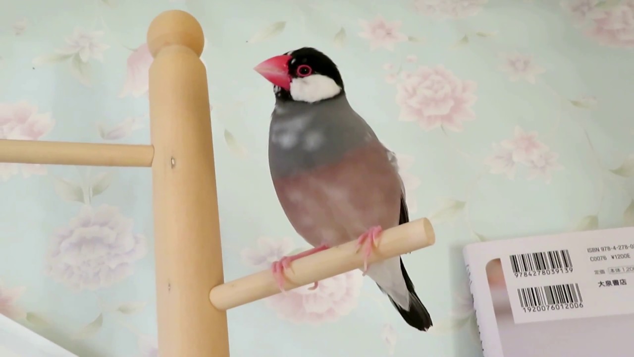 桜文鳥ここあ様の自慢のさえずり♪