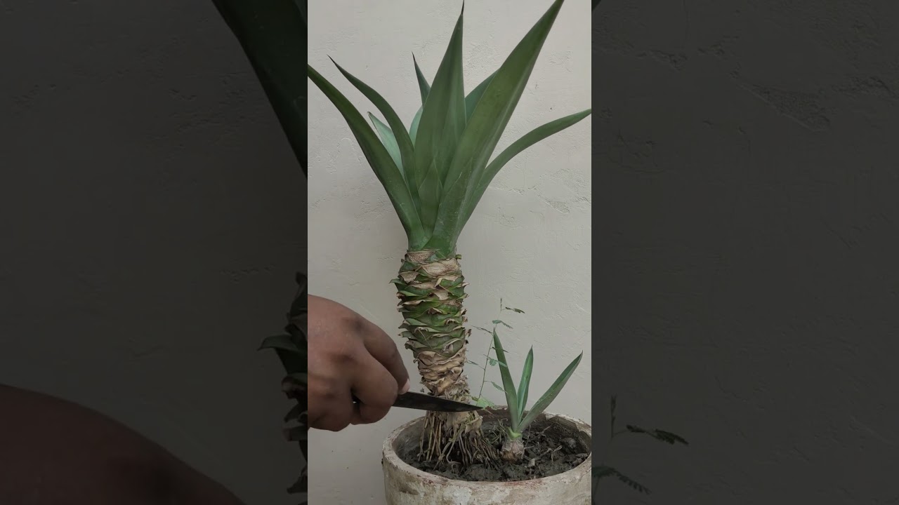 Video # 5, Home Pot Plants #potplants #plants #laymanplants