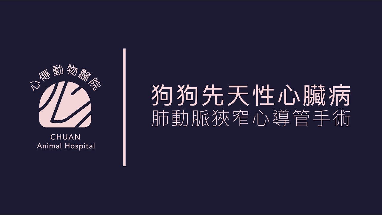 【 心傳毛孩故事】犬肺動脈狹窄心導管手術  pulmonary stenosis balloon valvuloplasty in a dog