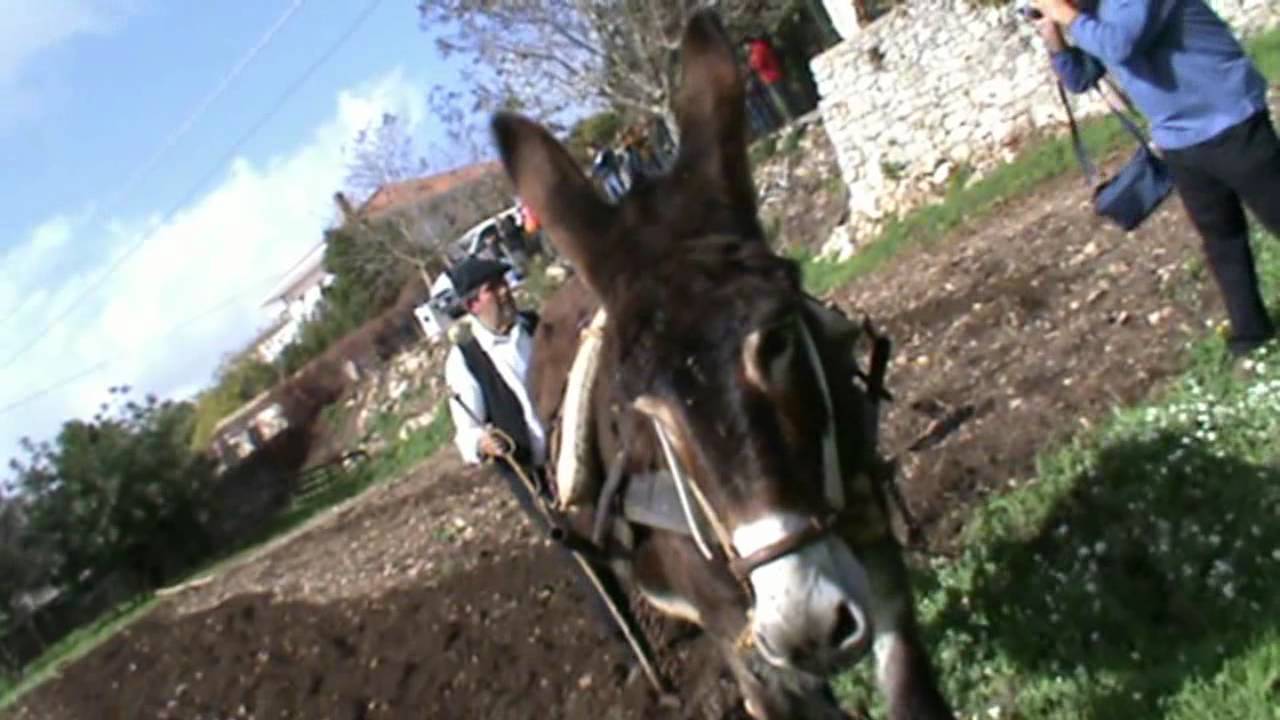 Ragusa 6 Novembre 2011-Aratura e semina con aratri a trazione animale.