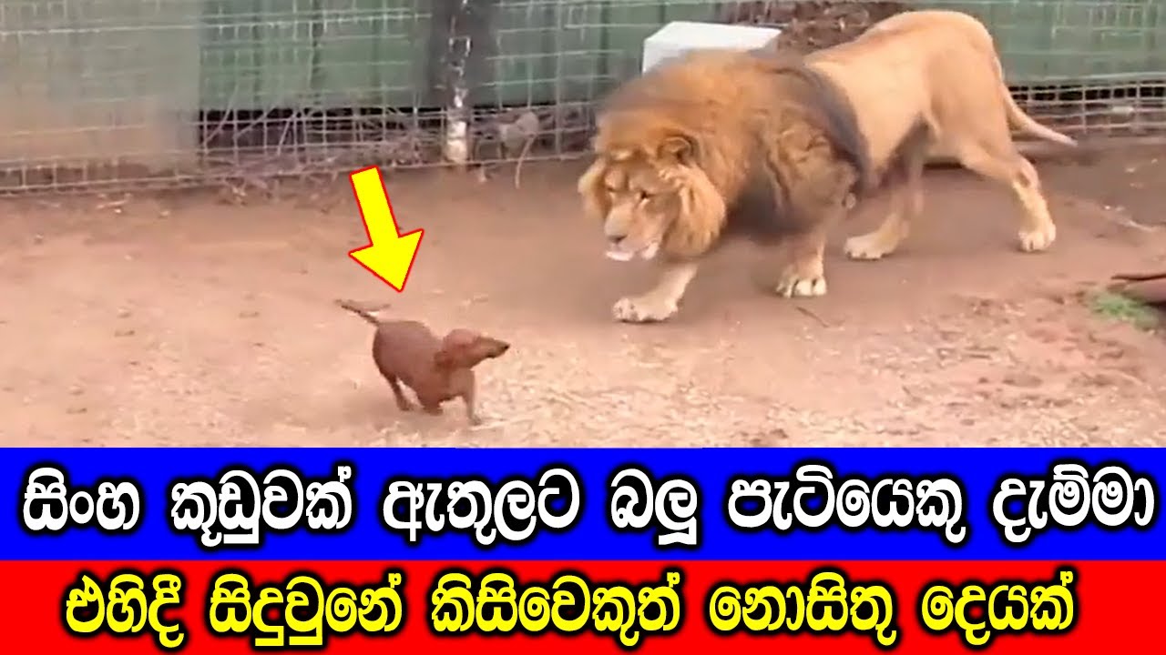 සිංහ කූඩුවක් ඇතුලට බලු පැටියෙකු දැම්මා, ඉන්පසුව සිදුවූදේ මෙන්න.
