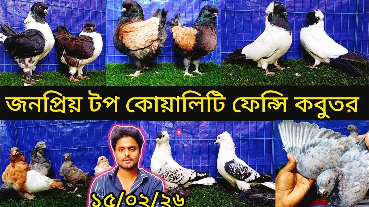 শাকিল ভাইয়ের জনপ্রিয় টপ কোয়ালিটি ফেন্সি  কবুতর কিনুন | pigeon video | কবুতর | fancy pigeon |