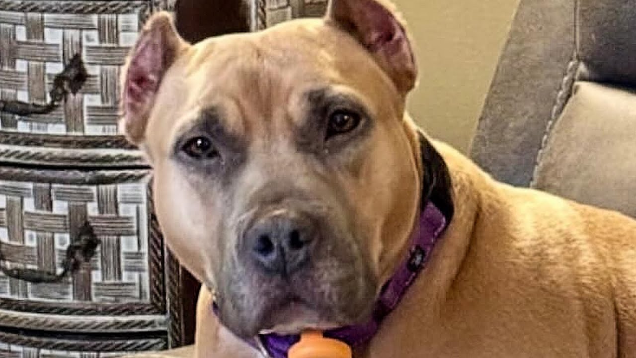 Rescue dog's heartbreaking reaction to every puppy