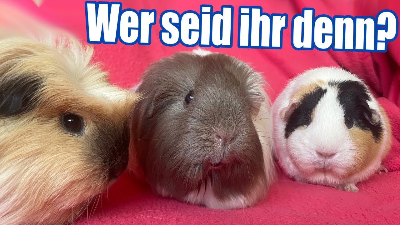 ENDLICH WIEDER VEREINT IM GEHEGE NACH 6 WOCHEN OHNE WEIBCHEN!