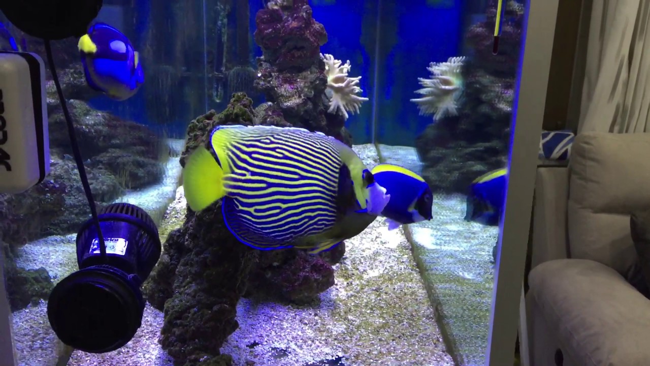 Acquario marino a parete😉