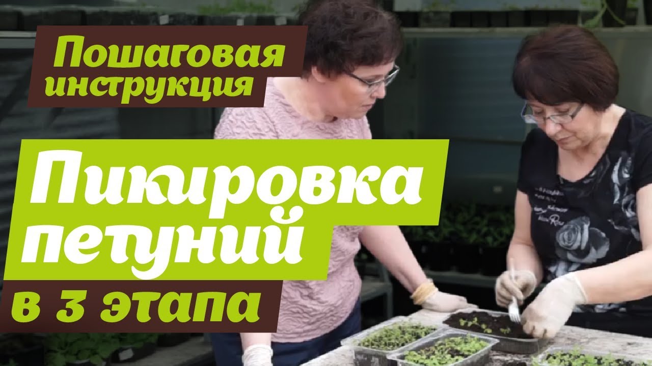 КАК ПИКИРОВАТЬ ПЕТУНИЮ. Смотрите до конца. Инструкция по пикировке петуний в 3 этапа.