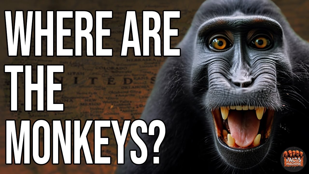 Why Are There No Monkeys In North America?