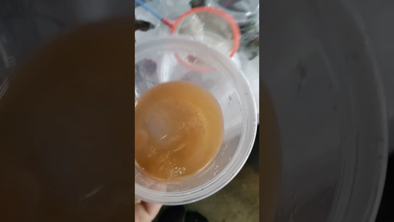 How to hatch and raise Axolotl eggs and their food!! Complete instructions with live examples.