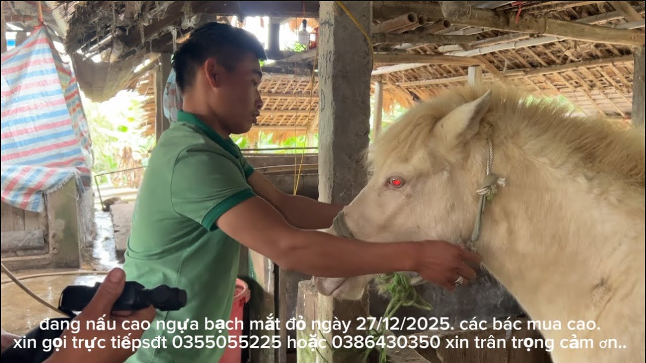 a tuyến cùng a lù sang tuyên quang mổ ngựa bạch mắt đỏ nấu cao.chiều a lù bắt cá .#gaiban #caongua