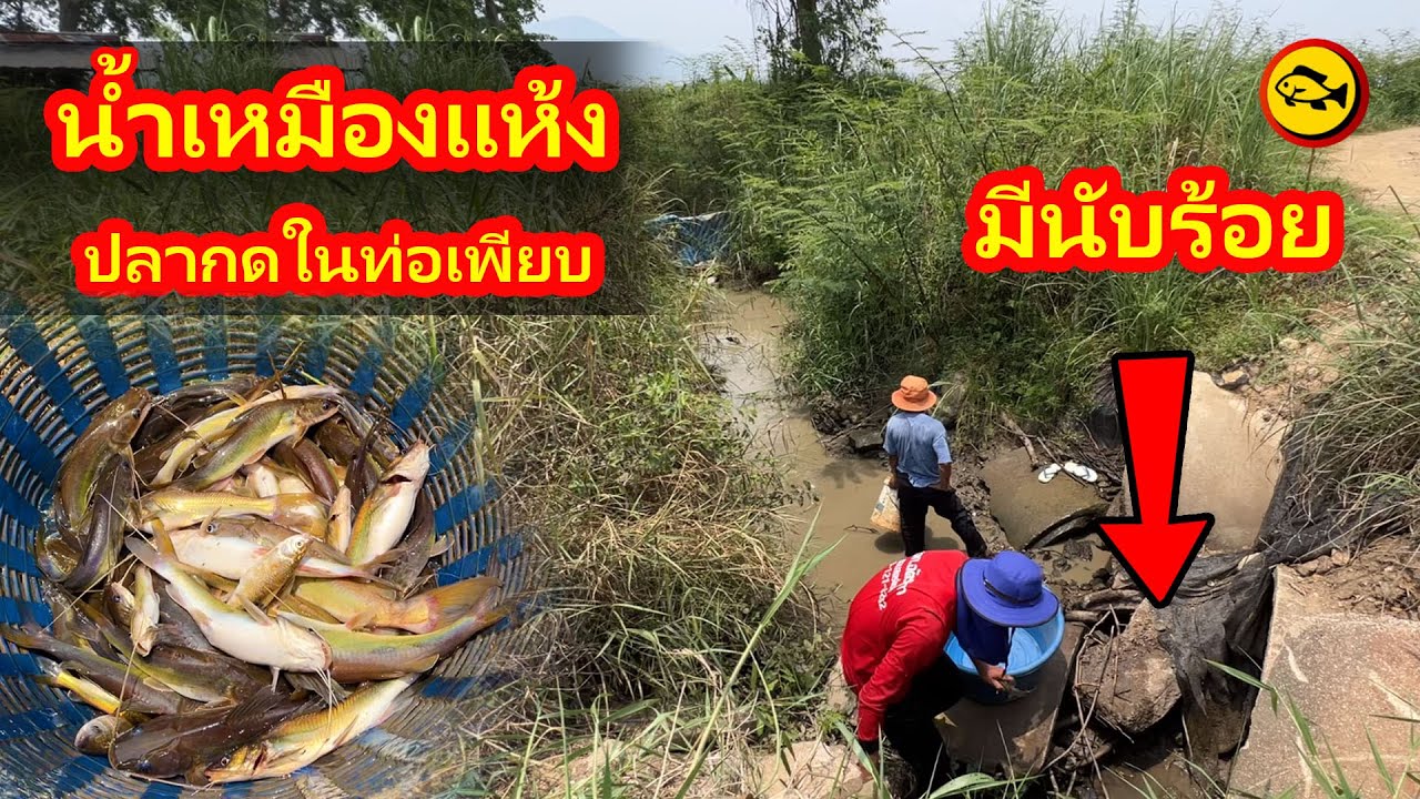 น้ำเหมืองแห้ง ปลากดนับร้อยมารวมกันอยู่ในท่อระบายน้ำ  | Ep.165