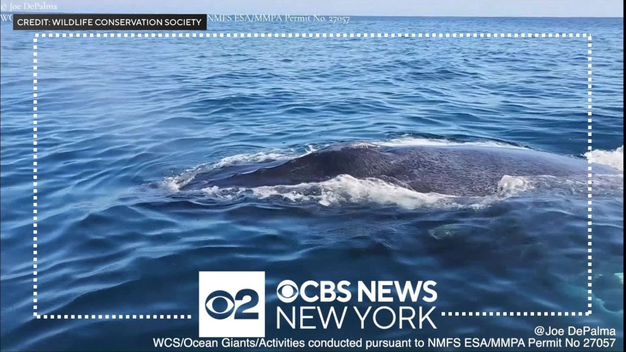 Wildlife Conservation Society researchers encounter whale off NY coast