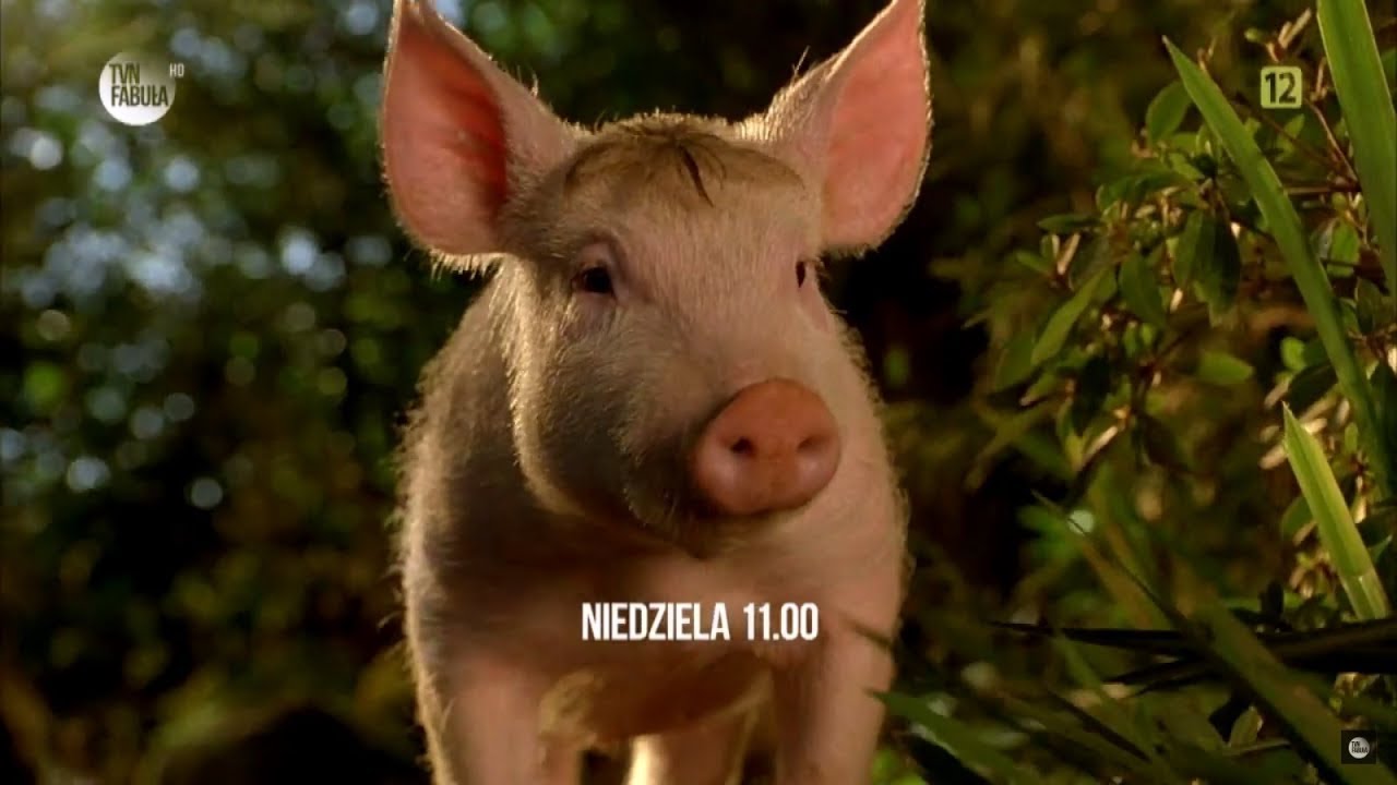 Ta świnka postanowiła zmienić swój los! [Babe: Świnka z klasa]