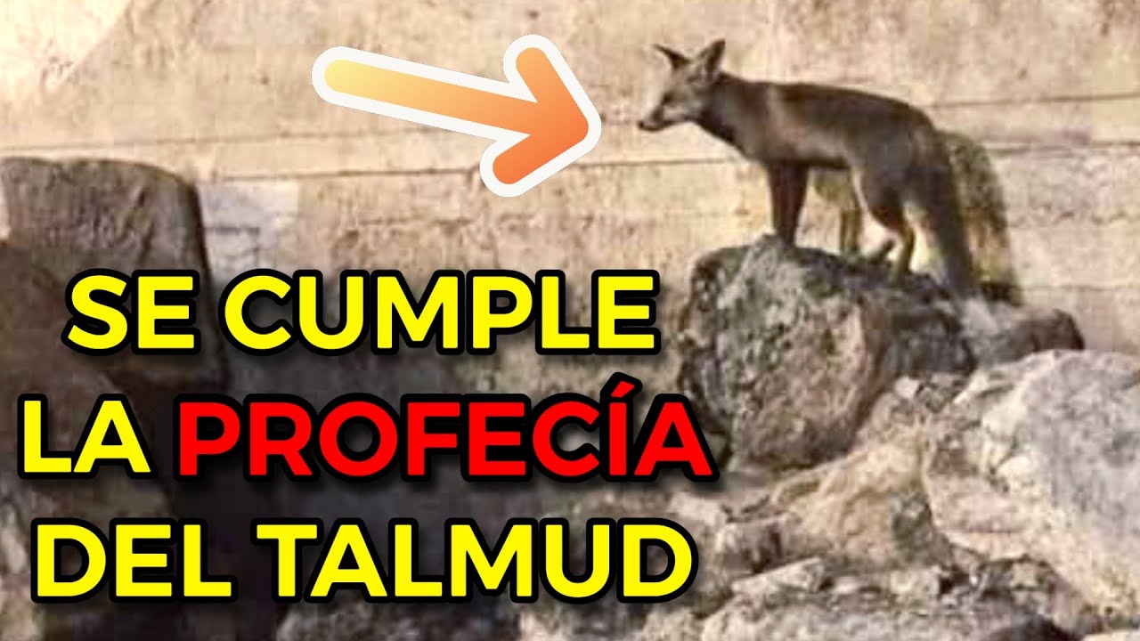 URGENTE 🚨 Vieron zorros en el Monte del Templo - &iquest;Profec&iacute;a?