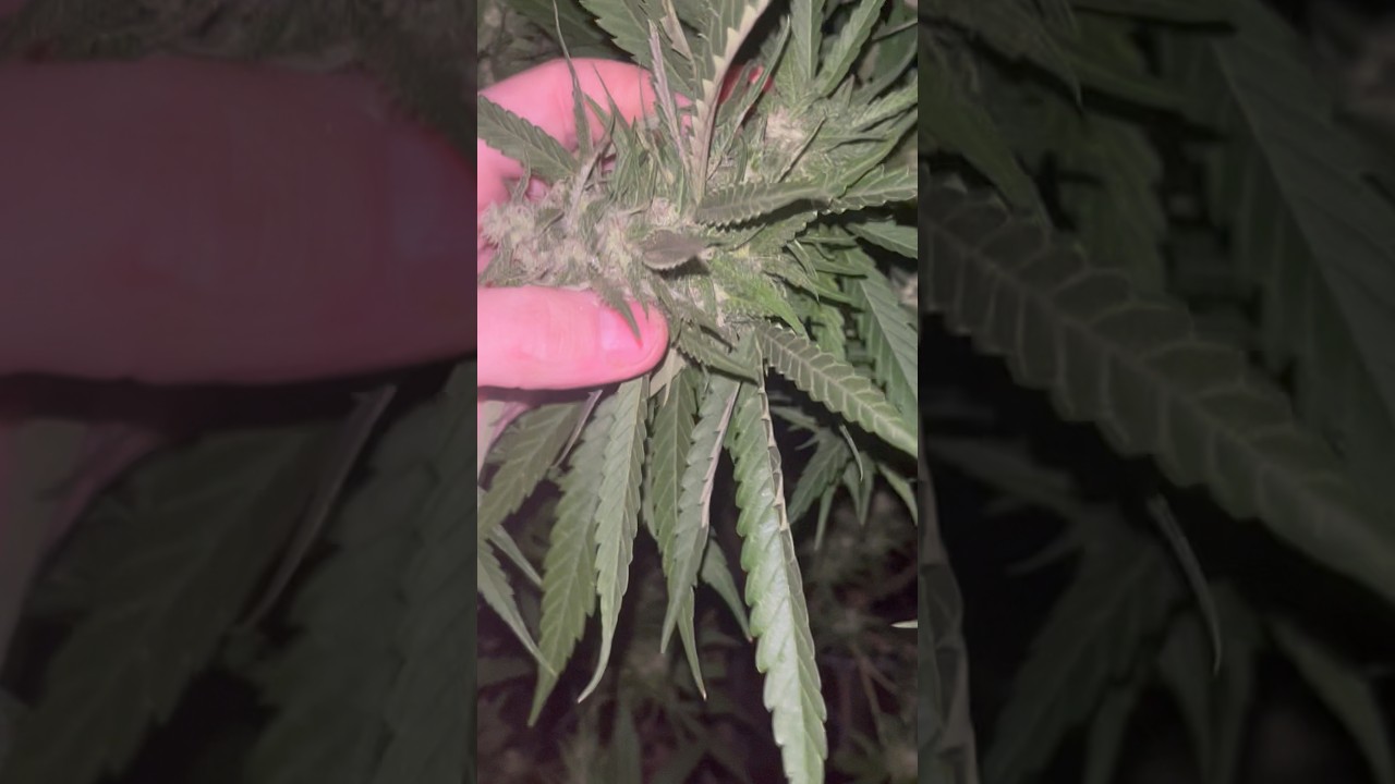 Shes got Mold and mildew resistance :)
