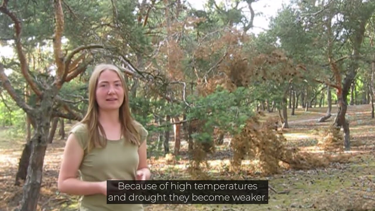 Game On! my story: Pine forests are dying across Poland