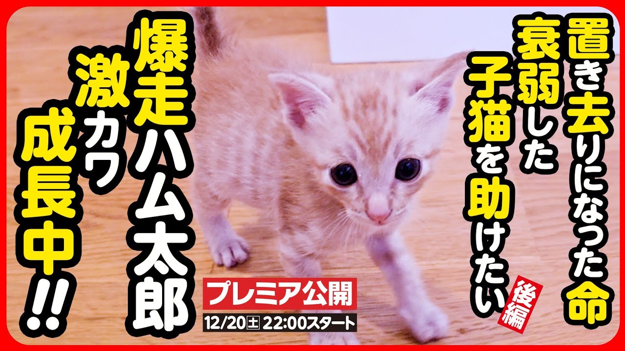 【子猫 保護】衰弱していた子猫...回復して元気に爆走中！【後編】