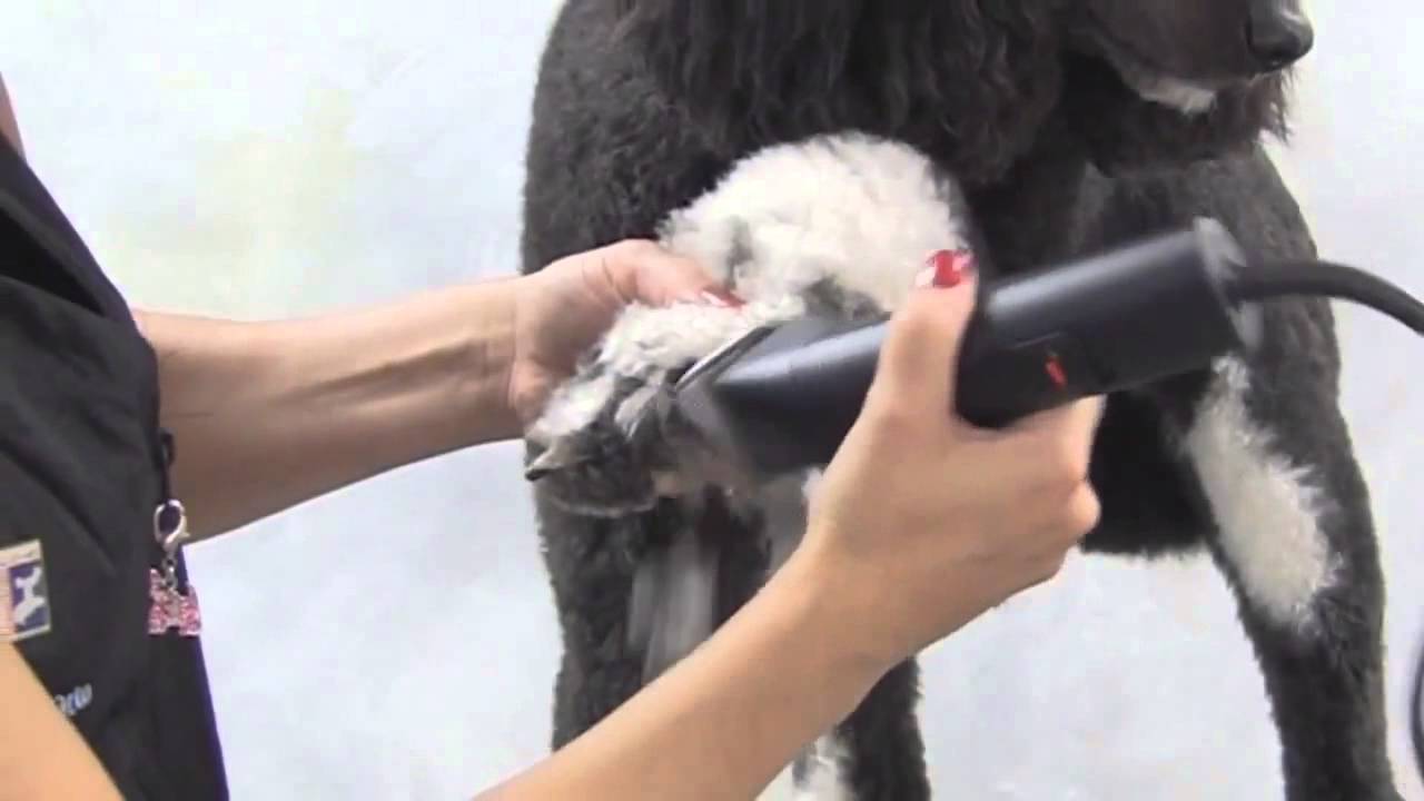 Andis AGC2 , Peladora Canina