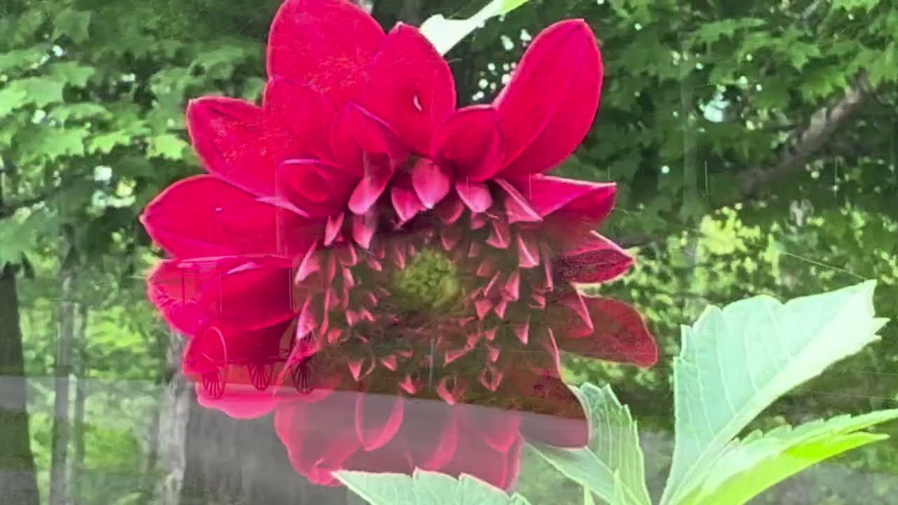 🔥Scenes from Casey County, Kentucky: Late May-Early June 2025