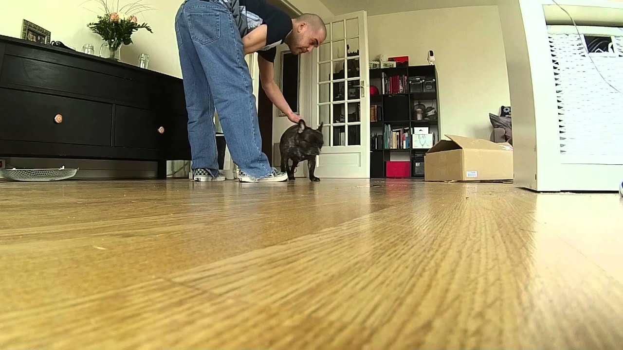 French Bulldog epilepsy